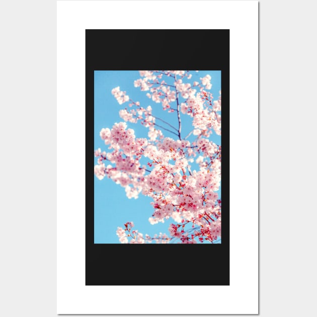 Pink Cherry Blossom Wall Art by Felicity-K